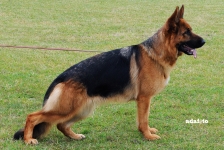 public/dog_images/665/1721216081.Kalia di Casa Massarelli.jpg